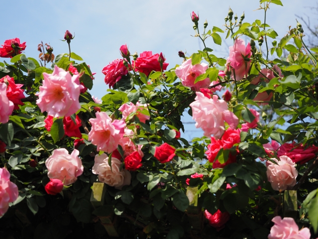 バラの花畑
