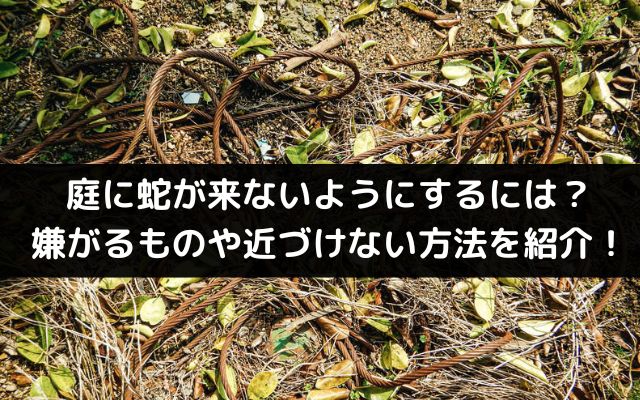 庭に蛇が来ないようにするには？嫌がるものや近づけない方法を紹介！